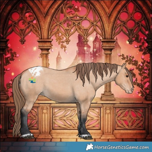 Horse Color:Bay Dun Appaloosa 