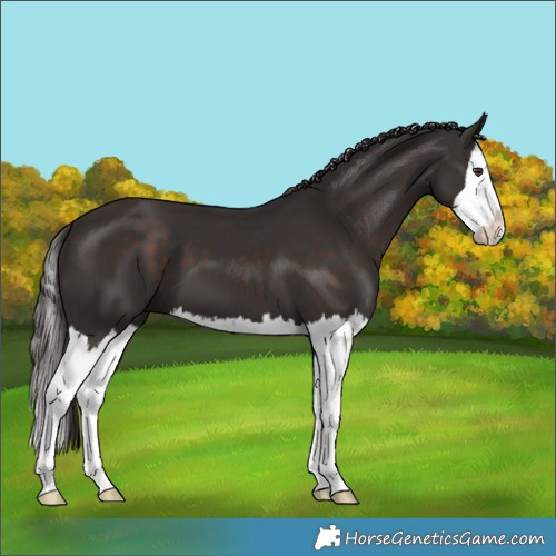 Horse Color:Liver Chestnut Splash 