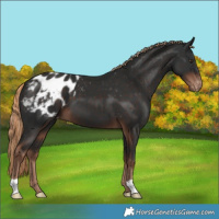 Horse Color:Liver Chestnut Appaloosa 