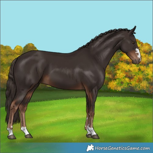 Horse Color:Liver Chestnut