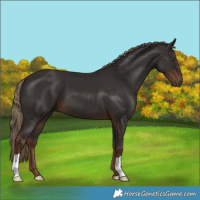 Horse Color:Liver Chestnut 