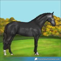 Horse Color:Gray Liver Chestnut