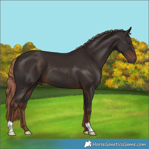 Horse Color:Liver Chestnut 