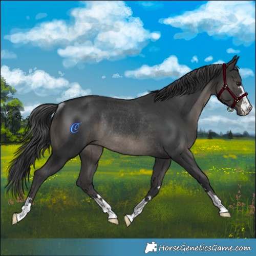 Horse Color:Black Mushroom Rabicano 