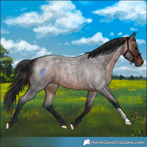 Horse Color:Brown Roan