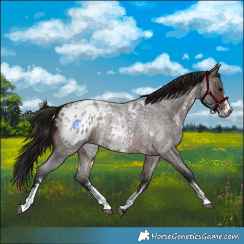 Horse Color:Gray Bay Roan Sabino Appaloosa 