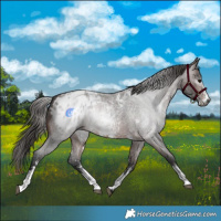 Horse Color:Gray Bay Roan Sabino Blanket 