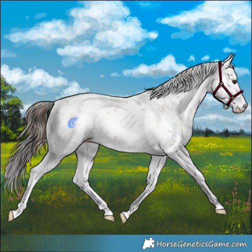 Horse Color:Liver Chestnut Sabino Rabicano