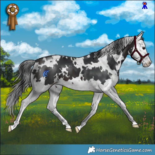 Horse Color:White Spotted Brown Splash 