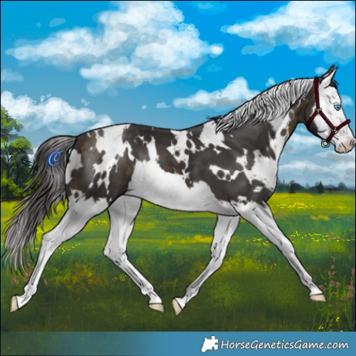 Horse Color:White Spotted Buckskin Splash 