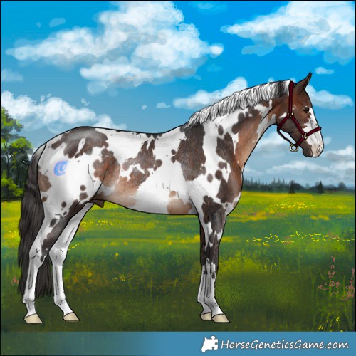 Horse Color:White Spotted Brown Rabicano 