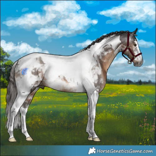 Horse Color:Gray Liver Chestnut Tobiano Rabicano 