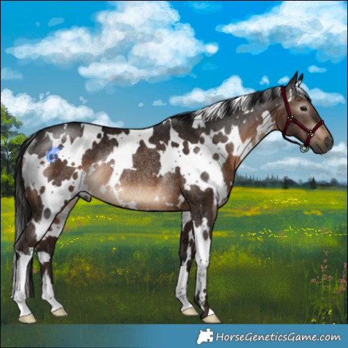Horse Color:Gray White Spotted Brown Rabicano 