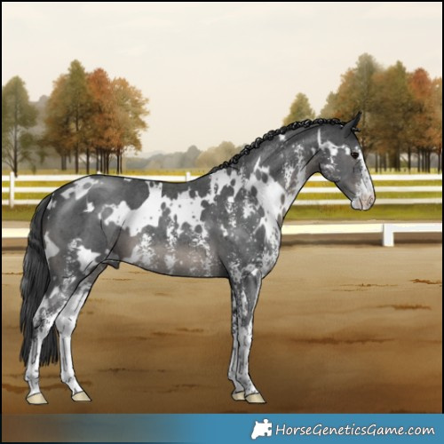 Horse Color:White Spotted Black Sabino 
