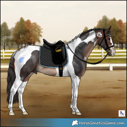 Horse Color:Brown Tobiano 