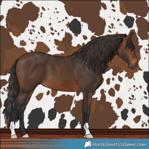 Horse Color:Brown 