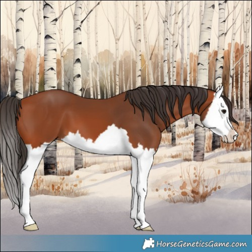 Horse Color:Bay Splash 