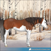 Horse Color:Bay Splash 
