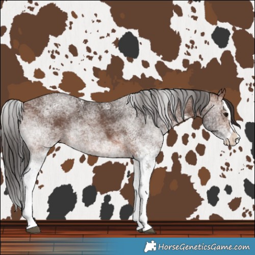 Horse Color:White Spotted Brown Splash 