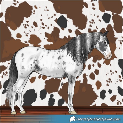 Horse Color:Black Sabino Splash Near Leopard 