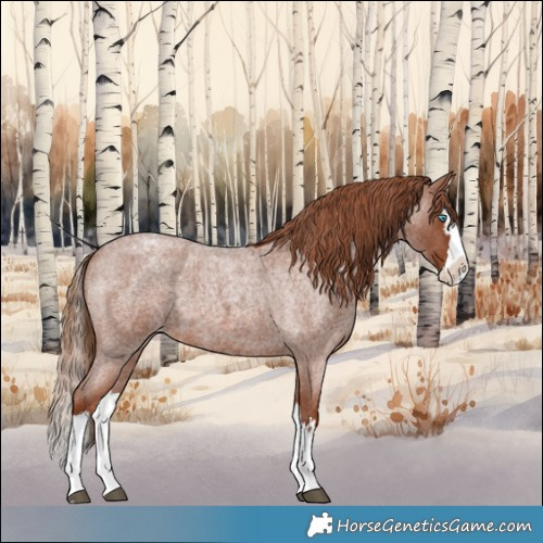 Horse Color:Red Roan Splash Appaloosa 