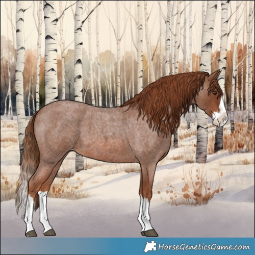 Horse Color:Red Roan Splash Appaloosa 