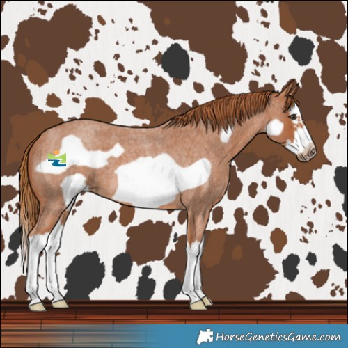 Horse Color:Red Roan Splash Frame 
