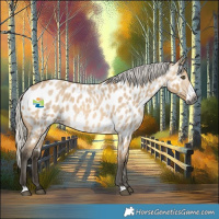 Horse Color:Gray Silver Buckskin Roan Dun Frame Appaloosa