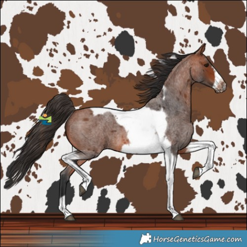 Horse Color:Bay Roan Tobiano Frame 