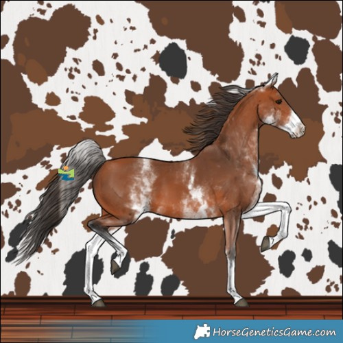 Horse Color:White Spotted Bay 