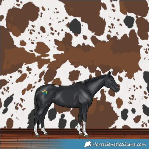 Horse Color:Black Tobiano 