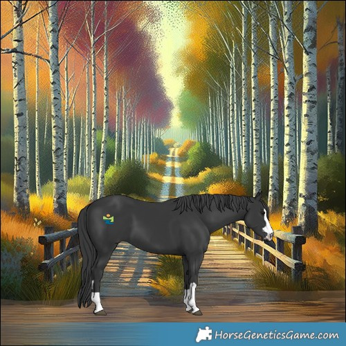 Horse Color:Black 
