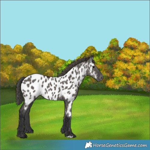 Horse Color:Grullo Appaloosa