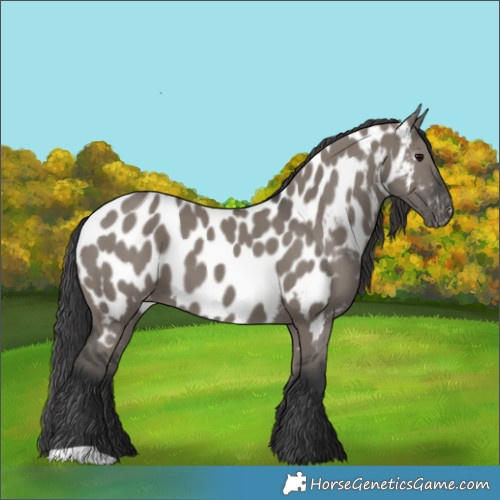 Horse Color:Grullo Appaloosa 