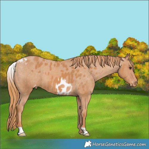 Horse Color:Chestnut Skewed Appaloosa 
