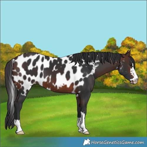 Horse Color:Brown Skewed LP Spotted 