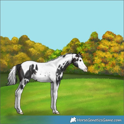 Horse Color:Brown Splash Tobiano Skewed Appaloosa 