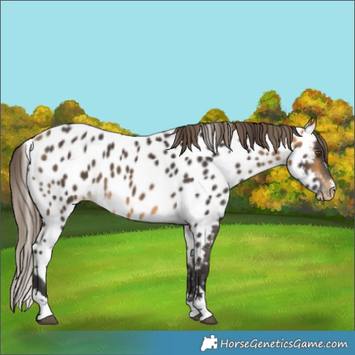 Horse Color:Buckskin Skewed LP Spotted 