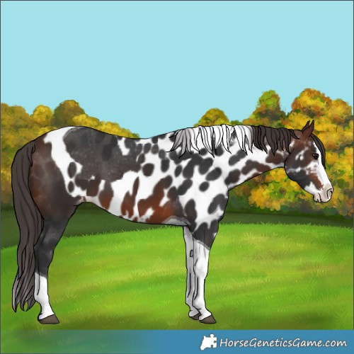 Horse Color:Brown Splash Tobiano Skewed LP Spotted 