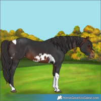 Horse Color:Brown Tobiano Skewed LP Spotted 