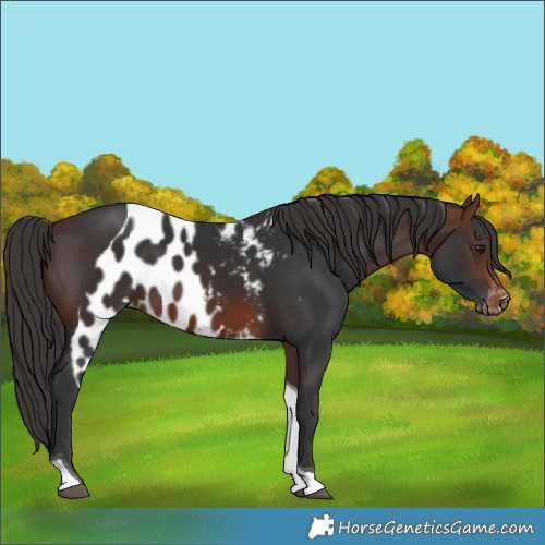 Horse Color:Brown Tobiano Skewed LP Spotted 