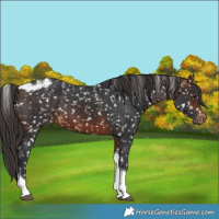 Horse Color:Brown Tobiano Skewed LP Spotted 