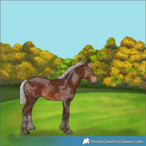 Horse Color:Silver Bay Merle 