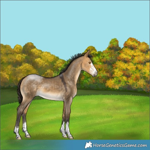 Horse Color:Buckskin Dun 