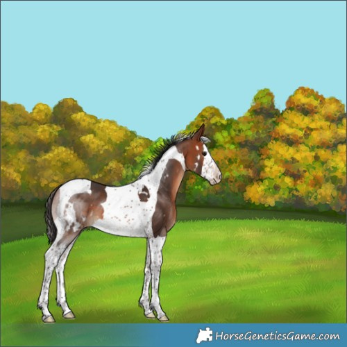 Horse Color:White Spotted Bay Splash Tobiano 