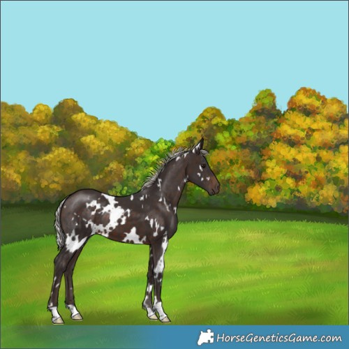 Horse Color:White Spotted Silver Brown 