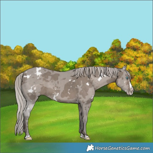 Horse Color:White Spotted Silver Grullo Splash 
