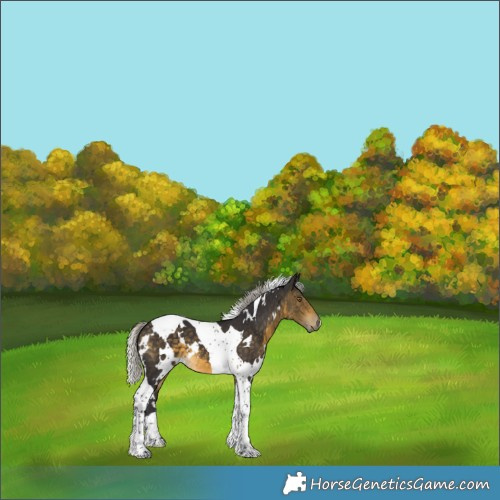 Horse Color:White Spotted Silver Buckskin Tobiano 