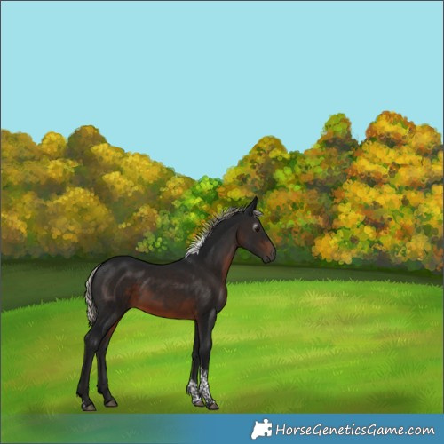 Horse Color:Gray Silver Brown Tobiano 