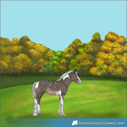 Horse Color:Silver Black Splash Tobiano 